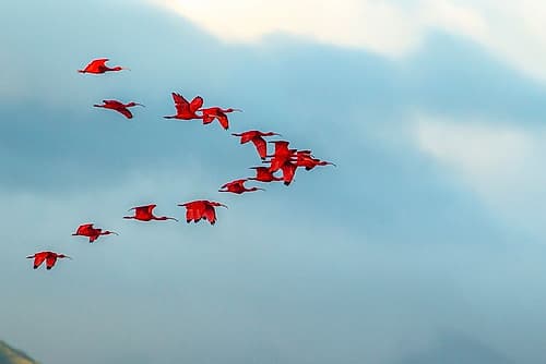 Caribbean-Trinidad-Caroni Swamp Scarlet ibis birds in flight Photography Print